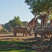 Meilleurs hôtels du Zoo de Beauval